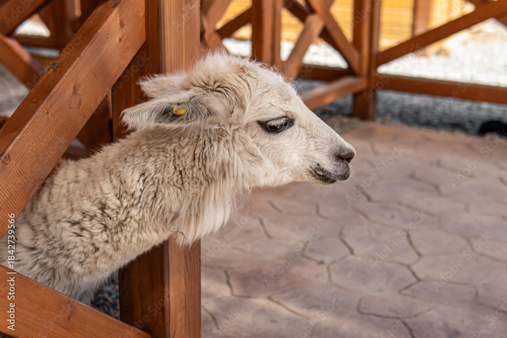 Obraz premium Funny portrait of a white lama in farm or contact zoo. Alpaca Park