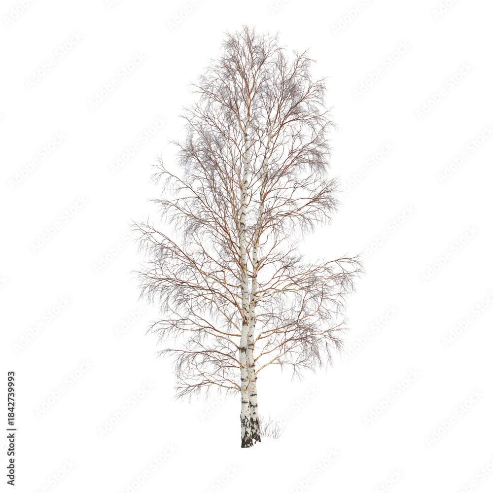 Fototapeta premium Birch tree with snow isolated on transparent
