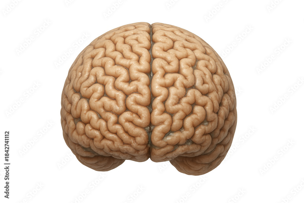 Obraz premium Human brain organ representing intelligence, learning, memory, and cognitive processes on transparent background