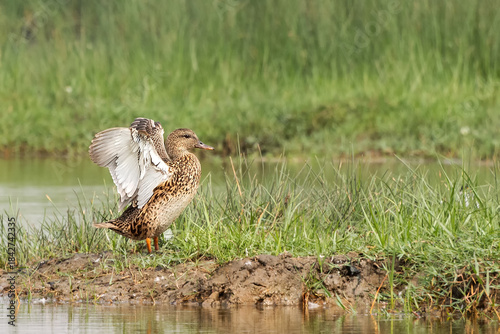 A beautiful Gadwall  (Mareca strepera) sitting with open wings on wetland grass field in a green blurred background, Mangalajodi, Odisha, India