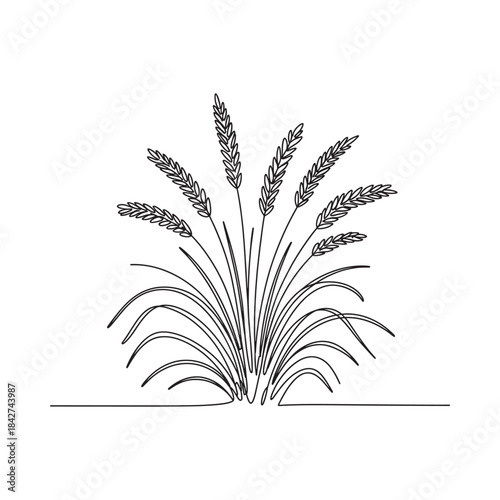 Continuous line drawing of a growing wheat or grain plant in minimalist style