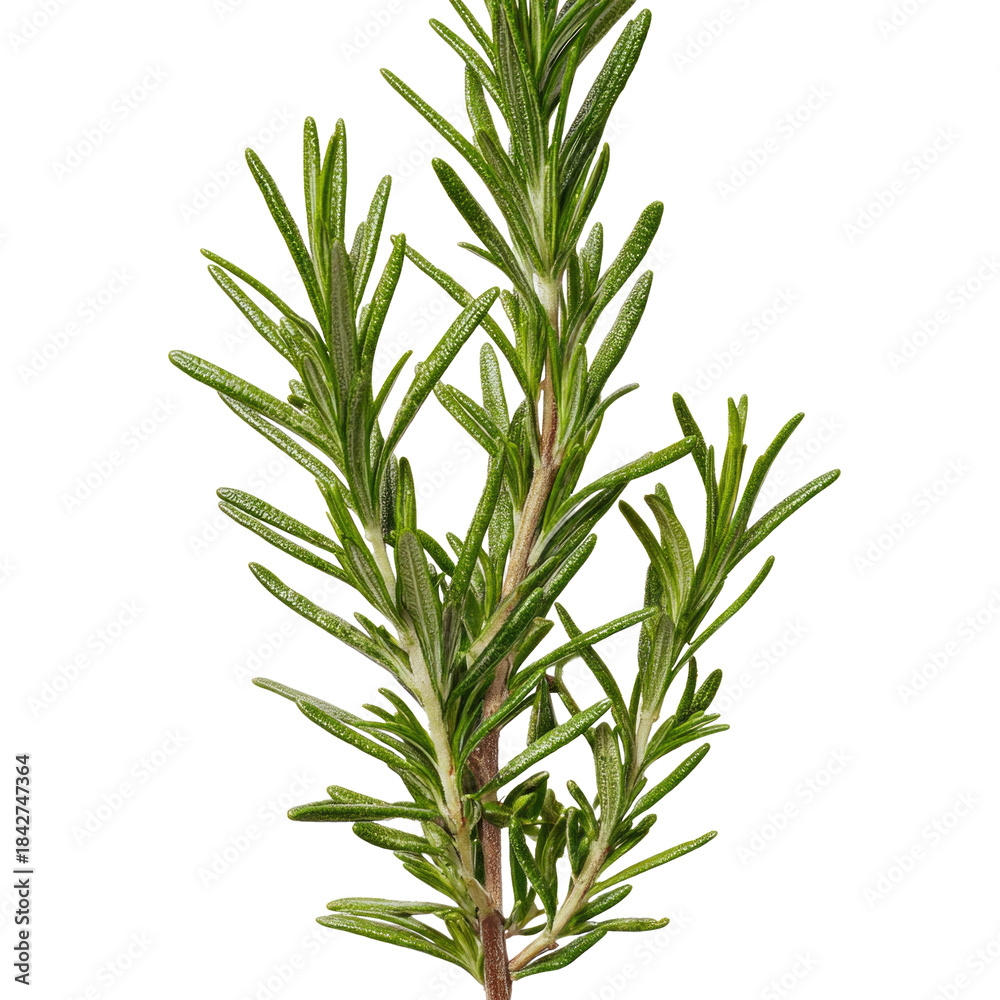 Fototapeta premium Fresh Rosemary Sprig