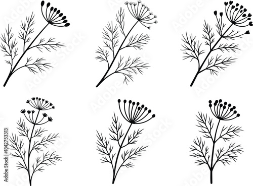 Set of Minimalist black dill weed herb sprig silhouette vector icon