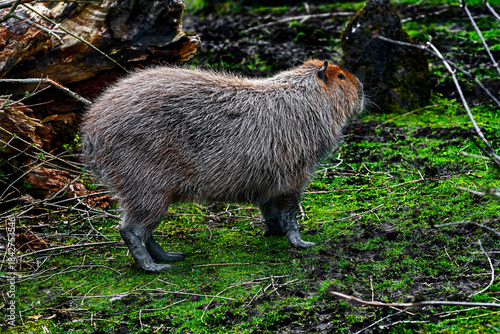 Capybara grazing on the lawn. The biggest modern rodent. Latin name - Hydrochoerus hydrochaeris