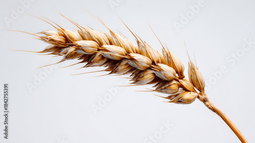 A close-up of dried golden wheat ears.