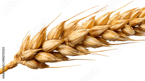 A close-up of dried golden wheat ears.