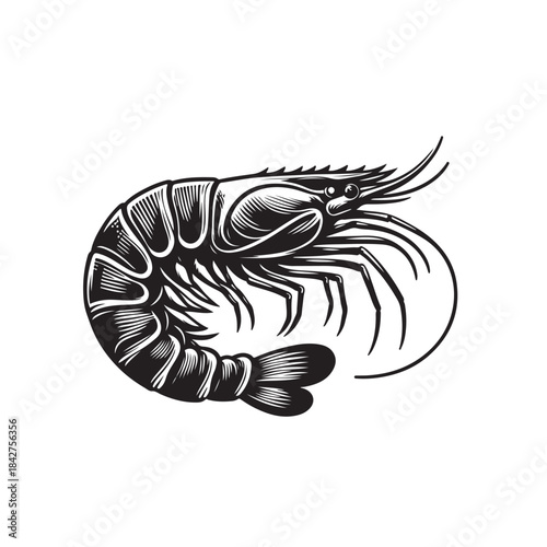 shrimp in side view