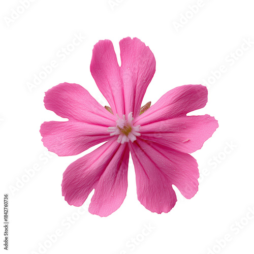 Bloom of a Pink Flower on a White Background Showing Petals and Details of th...
