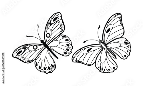 Two Outline Butterflies with Detailed Wing Patterns on White Background butterfly