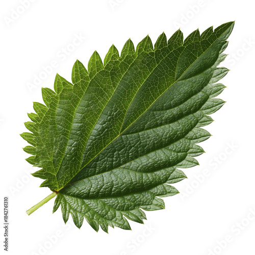Green Leaf Shows Texture and Shape From Nature in Close View