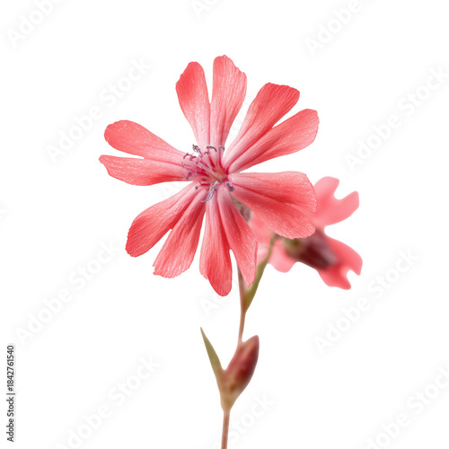 Bloom of a Pink Flower on a White Background Showing Petals and Details of th...