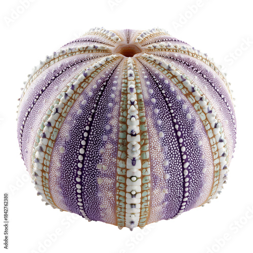 Colorful Sea Urchin Shell Found on the Beach During Low Tide in a Coastal Area