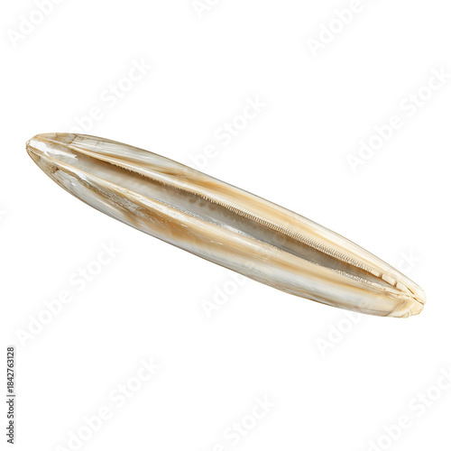 Smooth Shell Found on Sandy Beach During Low Tide Near Ocean Coast in Summer ...