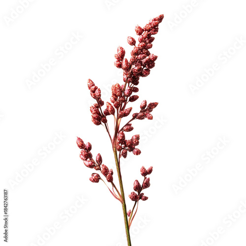 Different Types of Red Plants Arranged Together on a White Background