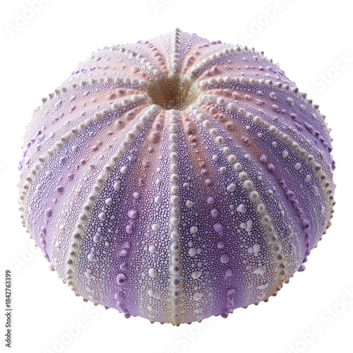 Colorful Sea Urchin Shell Resting on a Simple Background in Bright Light
