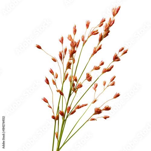 Different Types of Red Plants Arranged Together on a White Background