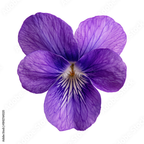 Flower With Purple Petals Showing Detailed Lines in the Center, Displayed Aga...