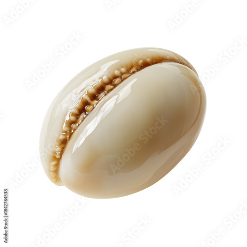 Cowrie Shell With Smooth Surface and Natural Pattern Captured in Detailed View