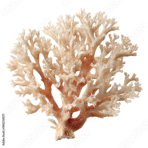 Coral Structure Placed on a White Surface, Showing Intricate Branches and Tex...