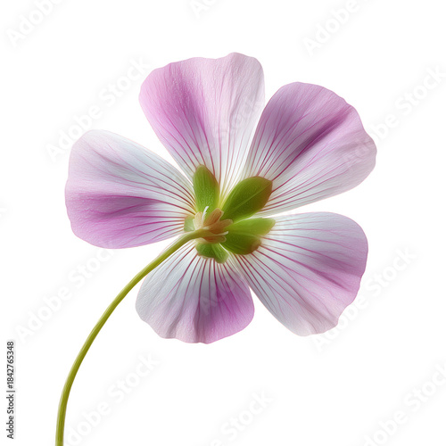 Delicate Flower With Light Pink Petals and Green Stem on a White Background