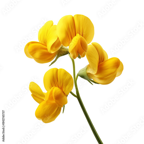 Yellow Flowers With Numerous Petals on a Stem in a Simple Arrangement Under B...