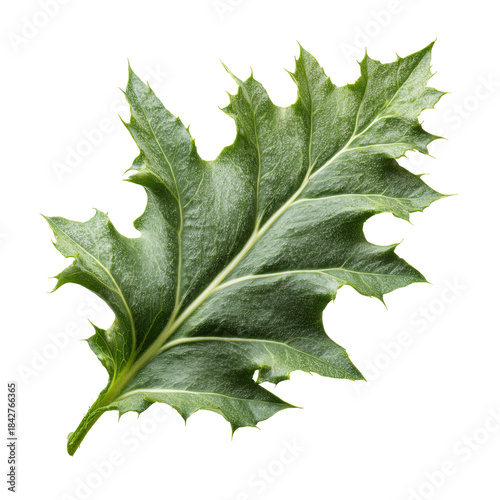 Green Leaf of an Oak Tree With Distinct Edges on a White Background in Natura...