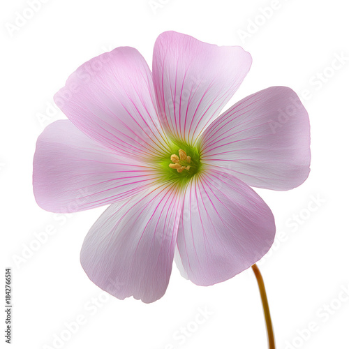 Delicate Flower With Light Pink Petals and Green Stem on a White Background