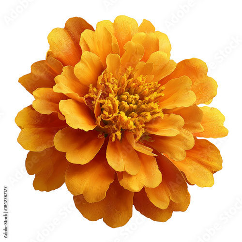 Bright Yellow Flower With Many Petals and Green Stem on a White Background