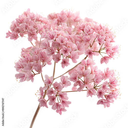 Pink Flowers Bloom in a Cluster During Springtime Outdoors