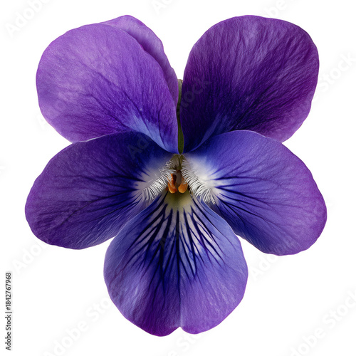 Purple Flower With Delicate Petals Showing Fine Details and Structure
