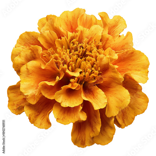 Bright Orange Flower With Layered Petals Shows Natural Beauty and Intricate S...