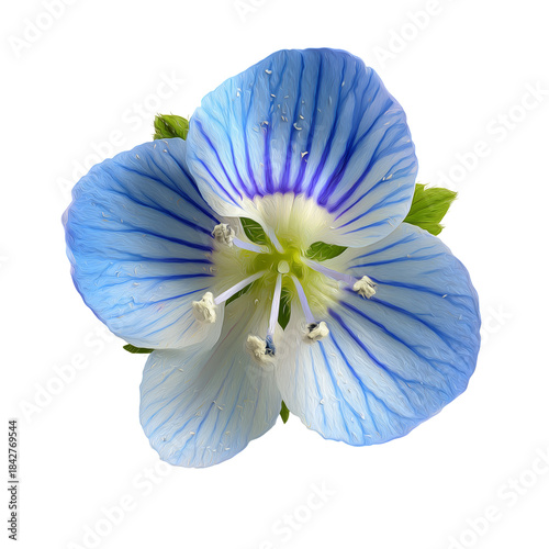 Fragrant Blue Flower With White Center Grows in Garden During Sunny Afternoon...