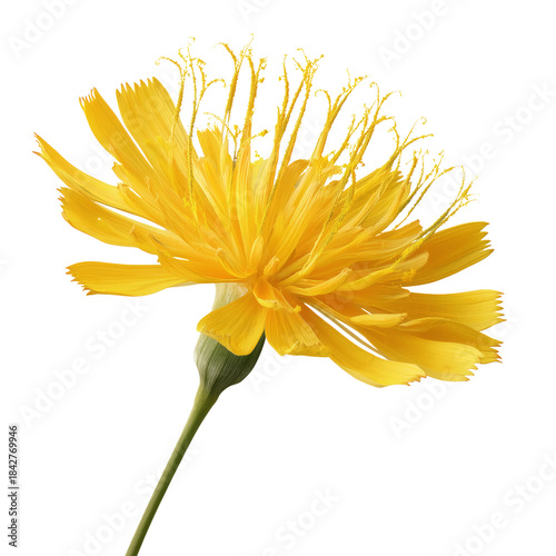 Bright Yellow Flower Blooms in a Simple Arrangement Showcasing Its Delicate P...
