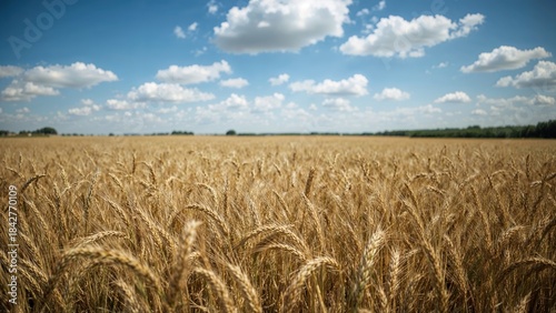 Golden wheat field under blue sky with white clouds.