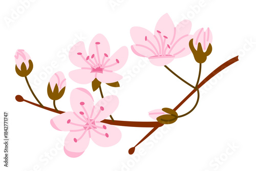 Hand drawn sakura branch with pink cherry blossoms and buds isolated on white background. This illustration represents spring bloom Japanese nature and renewal seasonal concept