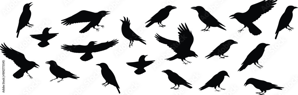 Obraz premium crow and raven bird silhouettes in various flight and perched poses, perfect for vector design, nature themes, and pattern creation