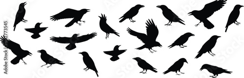 crow and raven bird silhouettes in various flight and perched poses, perfect for vector design, nature themes, and pattern creation