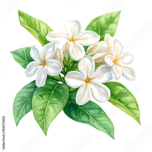 watercolor graphic of Stephanotis Flower illustration, isolated on a white background.