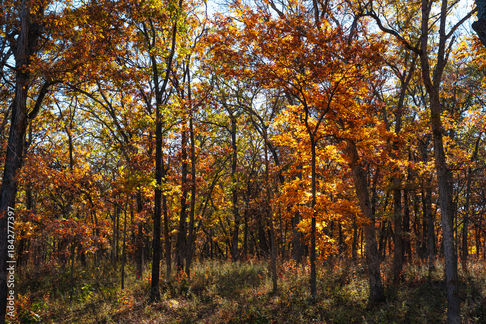 Obraz premium Inside a Forest of Trees During Fall in Knob Noster, Missouri