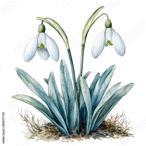 watercolor graphic of Snowdrop Flower illustration, isolated on a white background.