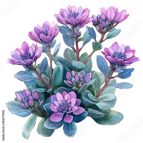 Sedum Flower, vibrant watercolor vector, isolated on a white background, high quality and detailed design.