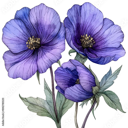 Salpiglossis Flower, soft and charming watercolor, isolated on a white background, delicate and elegant style.