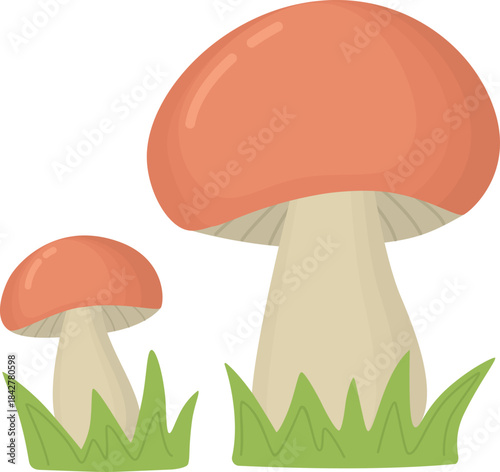 Two mushrooms growing in green grass. Natural forest scene isolated on white background
