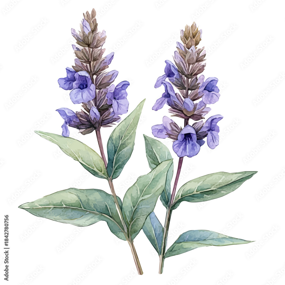 Obraz premium Sage Flower, beautiful watercolor illustration, isolated on a white background, soft and delicate colors.