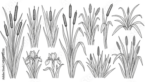 Wetland Reeds and Cattails Vector Line Art Set for Marshland Design
