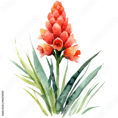 Red Hot Poker Flower, high quality watercolor, isolated on a white background, vibrant details.