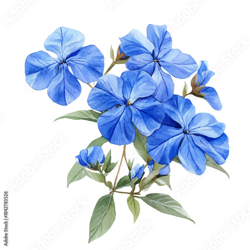 Wallpaper Mural Plumbago Flower, beautiful watercolor illustration, isolated on a white background, soft and delicate colors. Torontodigital.ca