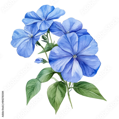 watercolor painting of Plumbago Flower graphic, isolated on a white background.
