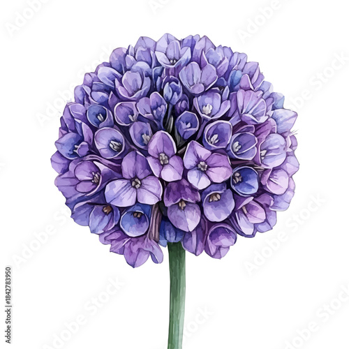 Pincushion Flower, detailed watercolor painting, isolated on a white background.