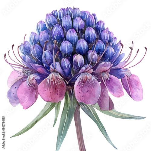 watercolor graphic of Pincushion Flower illustration, isolated on a white background.